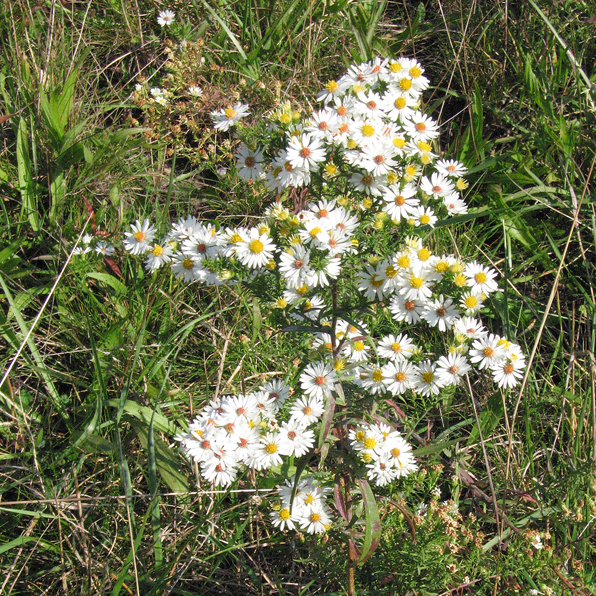 SMALL WHITE ASTER